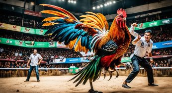 Agen Sabung Ayam Online Terpercaya di Indonesia