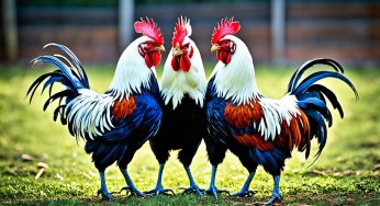 Strategi Jitu Sabung Ayam, Menang Terus!