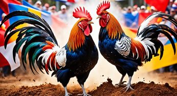 Prediksi Sabung Ayam Terakurat Hari Ini