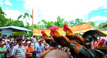 Temukan Situs Sabung Ayam Terpercaya di Indonesia
